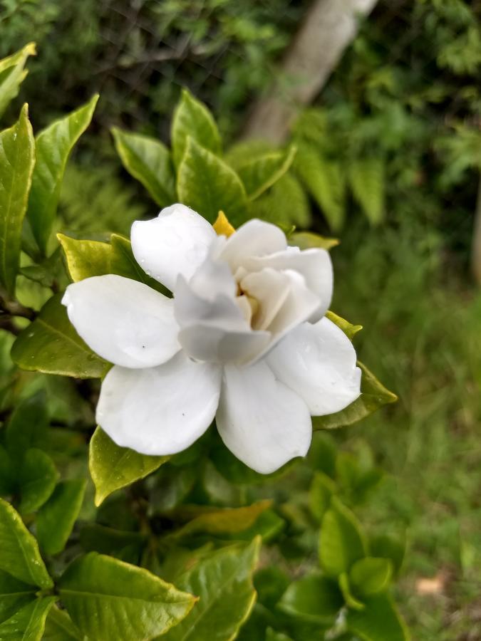 Recantto Do Divino B&B Campos do Jordão المظهر الخارجي الصورة