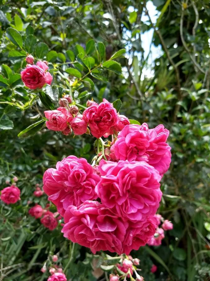 Recantto Do Divino B&B Campos do Jordão المظهر الخارجي الصورة